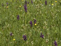 Anacamptis morio 16, Harlekijn, Saxifraga-Marijke Verhagen