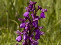 Anacamptis morio 18, Harlekijn, Saxifraga-Marijke Verhagen