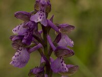 Anacamptis morio 21, Harlekijn, Saxifraga-Willem van Kruijsbergen