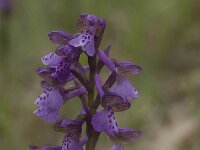 Anacamptis morio 24, Harlekijn, Saxifraga-Willem van Kruijsbergen