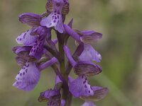 Anacamptis morio 25, Harlekijn, Saxifraga-Willem van Kruijsbergen
