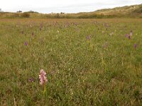 Anacamptis morio 99, Harlekijn, Saxifraga-Ed Stikvoort