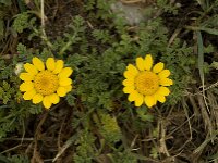 Anacyclus radiatus 9, Saxifraga-Jan van der Straaten