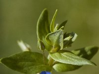Anagallis arvensis ssp foemina, Blue Pimpernel