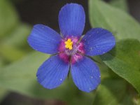 Anagallis arvensis ssp foemina 20, Blauw guichelheil, Saxifraga-Rutger Barendse