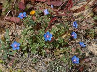 Anagallis arvensis ssp foemina 22, Blauw guichelheil, Saxifraga-Jan van der Straaten