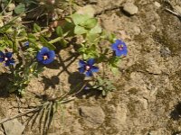 Anagallis arvensis ssp foemina 23, Blauw guichelheil, Saxifraga-Jan van der Straaten