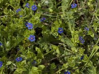 Anagallis arvensis ssp foemina 27, Blauw guichelheil, Saxifraga-Willem van Kruijsbergen
