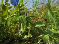 Anagallis arvensis ssp foemina 29, Blauw guichelheil, Saxifraga-Rutger Barendse