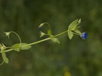 Anagallis arvensis ssp foemina 33, Blauw guichelheil, Saxifraga-Jan van der Straaten