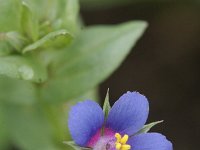 Anagallis arvensis ssp foemina 8, Blauw guichelheil, Saxifraga-Rutger Barendse