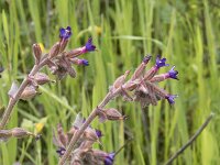 Anchusa undulata