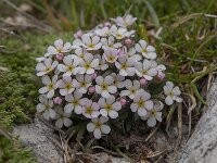 Androsace hausmannii 9, Saxifraga-Luuk Vermeer