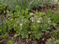 Androsace maxima 3, Androsace, Saxifraga-Ed Stikvoort : Kapan - Sisian s9900