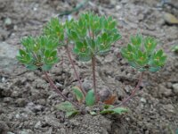 Androsace maxima 4, Androsace, Saxifraga-Ed Stikvoort