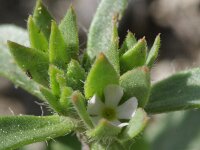 Androsace maxima 8, Androsace, Saxifraga-Rutger Barendse