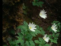 Anemone apennina 2, Blauwe anemoon, Saxifraga-Eugen Schaub