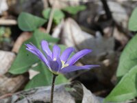 Anemone apennina 5, Blauwe anemoon, Saxifraga-Rutger Barendse