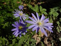 Anemone apennina 6, Blauwe anemoon, Saxifraga-Ed Stikvoort
