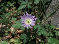 Anemone blanda 24, Oosterse anemoon, Saxifraga-Jan van der Straaten