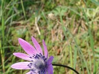 Anemone hortensis 13, Steranemoon, Saxifraga-Jasenka Topic