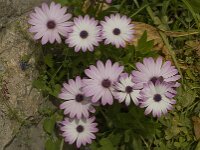 Anemone hortensis 22, Steranemoon, Saxifraga-Willem van Kruijsbergen