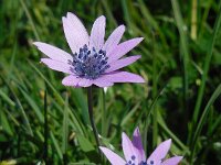 Anemone hortensis 32, Steranemoon, Saxifraga-Ed Stikvoort