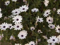 Anemone hortensis 4, Steranemoon, Saxifraga-Jan van der Straaten