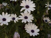 Anemone hortensis 5, Steranemoon, Saxifraga-Jan van der Straaten