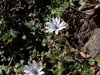Anemone hortensis sp heldreichii 28, Steranemoon, Saxifraga-Peter Meininger