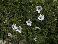 Anemone hortensis ssp heldreichii 14, Steranemoon, Saxifraga-Willem van Kruijsbergen