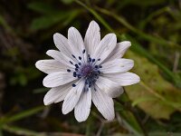 Anemone hortensis ssp heldreichii 41, Steranemoon, Saxifraga-Harry Jans