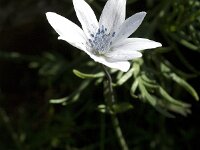 Anemone hortensis ssp heldreichii 7, Steranemoon, Saxifraga-Jan van der Straaten