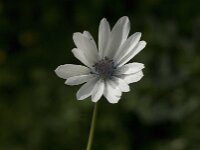 Anemone hortensis ssp heldreichii 8, Steranemoon, Saxifraga-Jan van der Straaten