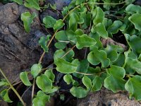 Anredera cordifolia 2, Saxifraga-Ed Stikvoort