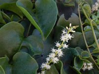 Anredera cordifolia 5, Saxifraga-Ed Stikvoort