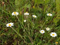 Anthemis arvensis 18, Valse kamille, Saxifraga-Ed Stikvoort