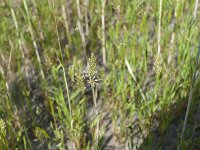 Anthoxanthum aristatum 20, Slofhak, Saxifraga-Michiel Drok