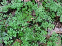 Anthriscus cerefolium 10, Echte kervel, Saxifraga-Rutger Barendse