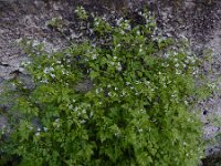 Anthriscus cerefolium 3, Echte kervel, Saxifraga-Ed Stikvoort : Dilijan - Vanadzor - Margahovit - Haghpat s9900