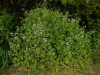 Anthriscus cerefolium 6, Echte kervel, Saxifraga-Ed Stikvoort