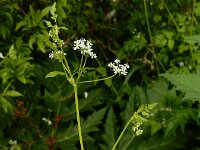 Anthriscus cerefolium 8, Echte kervel, Saxifraga-Ed Stikvoort