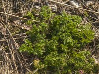 Anthriscus sylvestris 66, Fuitenkruid, Saxifraga-Jan van der Straaten