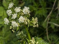 Anthriscus sylvestris 67, Fuitenkruid, Saxifraga-Jan van der Straaten