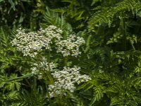 Anthriscus sylvestris 68, Fuitenkruid, Saxifraga-Jan van der Straaten