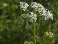 Anthriscus sylvestris 69, Fuitenkruid, Saxifraga-Jan van der Straaten