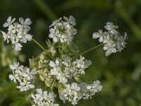Anthriscus sylvestris 72, Fuitenkruid, Saxifraga-Jan van der Straaten