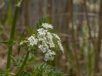 Anthriscus sylvestris 73, Fuitenkruid, Saxifraga-Jan van der Straaten