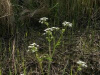 Anthriscus sylvestris 75, Fuitenkruid, Saxifraga-Jan van der Straaten