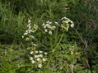 Anthriscus sylvestris 77, Fuitenkruid, Saxifraga-Jan van der Straaten